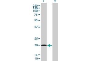 Western Blot analysis of UXT expression in transfected 293T cell line by UXT MaxPab polyclonal antibody. (UXT antibody  (AA 1-169))