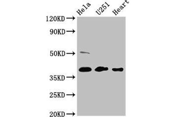 RCN3 antibody  (AA 71-161)