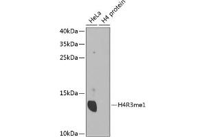 Western blot analysis of extracts of various cell lines, using MonoMethyl-Histone H4-R3 antibody (ABIN1680263, ABIN1680264, ABIN6220110 and ABIN6220114). (Histone H4 antibody  (meArg3))