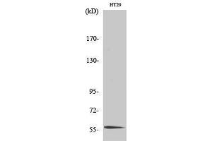 Western Blotting (WB) image for anti-CDC-Like Kinase 4 (CLK4) (Internal Region) antibody (ABIN3183962) (CLK4 antibody  (Internal Region))