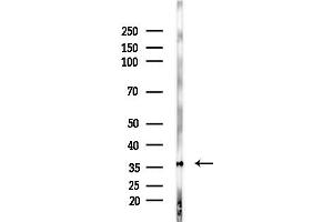 Western blot analysis of lysates from Mouse brain, using MRGX4 Antibody at 1/1000 dilution.