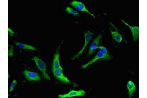 Immunofluorescent analysis of Hela cells using ABIN7162052 at dilution of 1:100 and Alexa Fluor 488-congugated AffiniPure Goat Anti-Rabbit IgG(H+L) (NME5 antibody  (AA 1-212))
