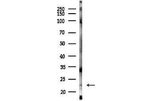 anti-Mediator Complex Subunit 29 (MED29) (Internal Region) antibody