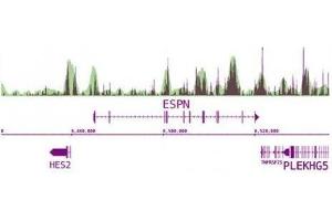 Next-Gen sequencing data generated using 5-Methylcytosine (5-mC) antibody (mAb) correlates well with CpG density. (5-Methylcytosine antibody)