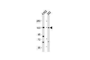 All lanes : Anti-BARON Antibody (N-term) at 1:2000 dilution Lane 1: K562 whole cell lysate Lane 2: 293 whole cell lysate Lysates/proteins at 20 μg per lane. (Rubicon antibody  (N-Term))