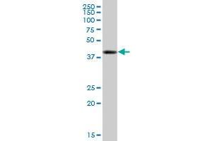 TPP1 MaxPab polyclonal antibody. (TPP1 antibody  (AA 1-563))