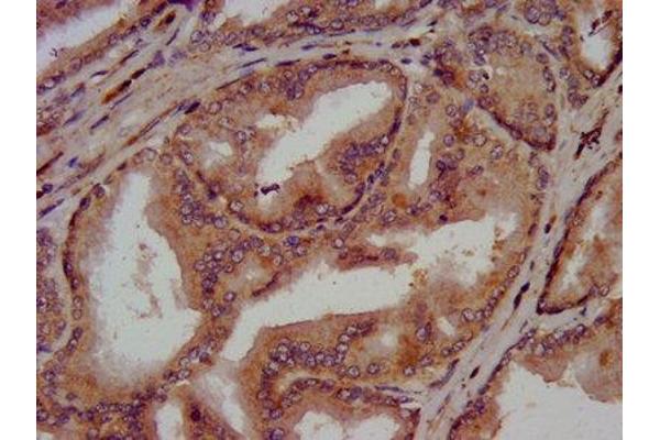CLN5 antibody  (AA 42-181)