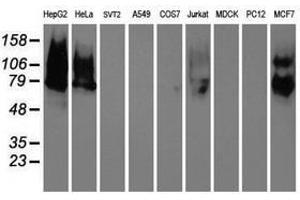 Image no. 1 for anti-Lectin, Galactoside-Binding, Soluble, 3 Binding Protein (LGALS3BP) (AA 19-300) antibody (ABIN1491081) (LGALS3BP antibody  (AA 19-300))