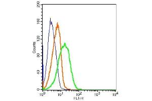 Mouse splenocytes probed with Rabbit Anti-CD163/M130 Polyclonal Antibody, FITC Conjugated (ABIN741577) at 1:10 for 30 minutes compared to control unstained cells (blue) and isotype control. (CD163 antibody  (AA 1001-1121) (FITC))