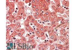 ABIN571254 (5µg/ml) staining of paraffin embedded Human Liver. (ALDH6A1 antibody  (AA 487-496))