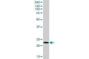 C2orf28 MaxPab polyclonal antibody. (ATRAID antibody  (AA 1-171))