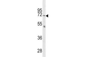 PCSK2 antibody  (AA 87-116)