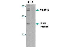Western blot analysis of CASP14 in Jurkat cell lysate in the (A) absence or (B) presence of blocking peptide with CASP14 polyclonal antibody  at 1 ug/mL . (CASP14 antibody  (C-Term))