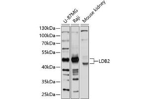 Western blot analysis of extracts of various cell lines, using LDB2 antibody (ABIN6128178, ABIN6143123, ABIN6143124 and ABIN6214742) at 1:1000 dilution. (LIM Domain Binding 2 Protein antibody  (AA 204-373))