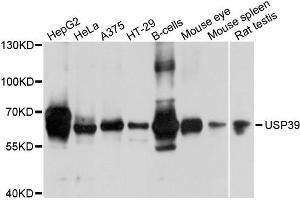 Western blot analysis of extracts of various cells, using USP39 antibody. (USP39 antibody)