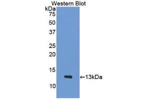 Western Blotting (WB) image for anti-Platelet Factor 4 (PF4) (AA 30-105) antibody (ABIN1078451)