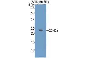 Western blot analysis of the recombinant protein. (IFNA7 antibody  (AA 24-190))