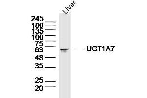 Mouse liver lysates probed with UGT1A7 Polyclonal Antibody, Unconjugated  at 1:300 dilution and 4˚C overnight incubation.