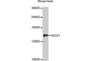 Western blot analysis of extracts of mouse brain, using ABCB1 antibody. (P-Glycoprotein antibody)
