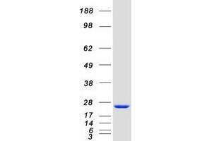Validation with Western Blot (DCTPP1 Protein (Myc-DYKDDDDK Tag))