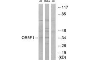 Western blot analysis of extracts from HeLa/Jurkat cells, using OR5F1 Antibody.