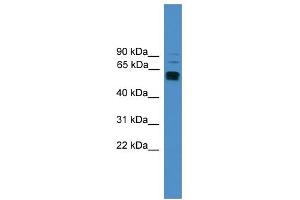 WB Suggested Anti-LAG3 Antibody Titration: 0. (LAG3 antibody  (C-Term))