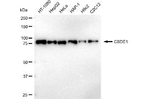 anti-Cold Shock Domain Containing E1, RNA-Binding (CDSE1) antibody