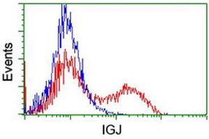 HEK293T cells transfected with either RC207932 overexpress plasmid (Red) or empty vector control plasmid (Blue) were immunostained by anti-IGJ antibody (ABIN2455470), and then analyzed by flow cytometry. (IGJ antibody)