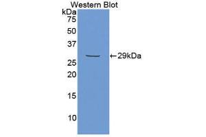 Western Blotting (WB) image for anti-Matrix Extracellular phosphoglycoprotein (MEPE) (AA 212-445) antibody (ABIN1859804) (MEPE antibody  (AA 212-445))