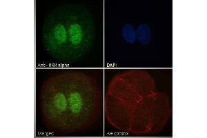 Immunofluorescence (IF) image for anti-Retinoid X Receptor, alpha (RXRA) (AA 14-28) antibody (ABIN185295)