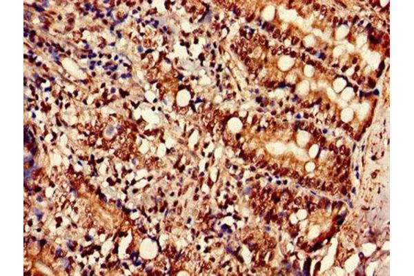 SLC35F2 antibody  (AA 335-374)