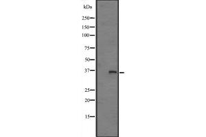 Western blot analysis of FN3K expression in HepG2 cell lysate ;,The lane on the left is treated with the antigen-specific peptide. (FN3K antibody  (Internal Region))