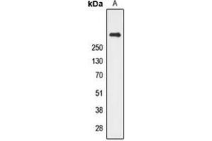 Western blot analysis of CUBN expression in human kidney (A) whole cell lysates.