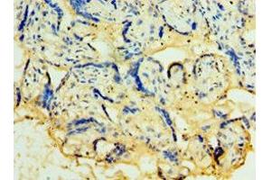 Immunohistochemistry of paraffin-embedded human placenta tissue using ABIN7173935 at dilution of 1:100 (TACSTD2 antibody  (AA 27-270))