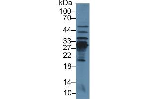 Western Blot; Sample: Mouse Liver lysate; Primary Ab: 3µg/ml Rabbit Anti-Rat CRP Antibody Second Ab: 0. (CRP antibody  (AA 20-230))