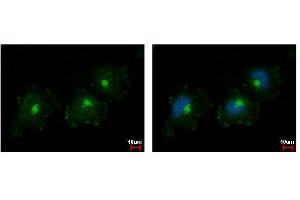 ICC/IF Image C1s antibody detects C1S protein at Golgi apparatus by immunofluorescent analysis. (C1S antibody)