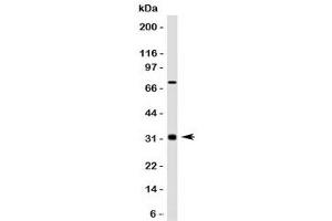 Western blot testing of Bcl10 antibody and HepG2 lysate. (BCL10 antibody)