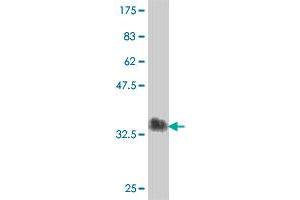 Western Blot detection against Immunogen (38. (C-Type Lectin Domain Family 4, Member M (CLEC4M) (AA 285-394) antibody)