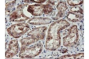 Image no. 6 for anti-TNF Receptor-Associated Protein 1 (TRAP1) antibody (ABIN1501499) (TRAP1 antibody)