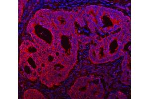 IF analysis of TMC7 using anti-TMC7 antibody (ABIN7602499). (TMC7 antibody  (AA 8-723))