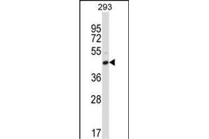 FCGR2C Antibody (C-term) (ABIN657652 and ABIN2846647) western blot analysis in 293 cell line lysates (35 μg/lane). (FCGR2C antibody  (C-Term))