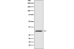 Western blot analysis of Annexin V expression in HeLa cell lysate. (Recombinant Annexin V antibody)