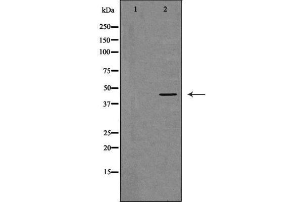 DNMT3L antibody  (Internal Region)