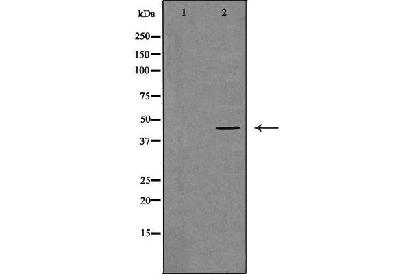 DNMT3L antibody  (Internal Region)