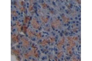 IHC-P analysis of Mouse Tissue, with DAB staining. (HAVCR1 antibody  (AA 22-237))