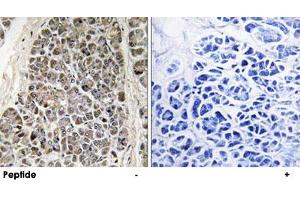 Immunohistochemistry analysis of paraffin-embedded human pancreas tissue using MRPS21 polyclonal antibody .