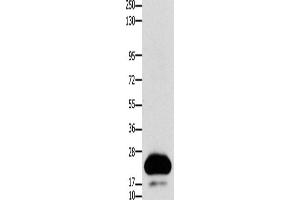 Western Blotting (WB) image for anti-Claudin 4 (CLDN4) antibody (ABIN2431410) (Claudin 4 antibody)