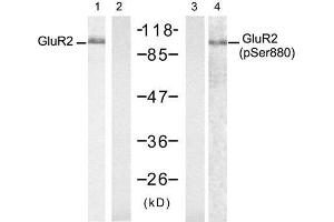 Western blot analysis of extract from mouse brain tissue, using Glutamate receptor 2 (Precursor)(Ab-880) antibody (E021284, Lane 1 and 2) and Glutamate receptor 2 (Precursor)(phospho-Ser880) antibody (E011292, Lane 3 and 4). (GRIA2 antibody  (Precursor))