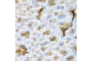 Immunohistochemistry of paraffin-embedded mouse liver using NCL antibody at dilution of 1:200 (40x lens). (Nucleolin antibody)