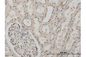 Image no. 1 for anti-Musashi Homolog 1 (Drosophila) (MSI1) (AA 1-87) antibody (ABIN466060) (MSI1 antibody  (AA 1-87))